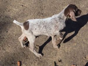 Akc German shorthair pointers pups