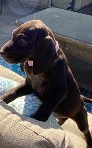 AKC Beautiful German shorthair pointer puppies