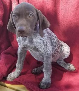 GERMAN SHORTHAIRED POINTER PUPPIES