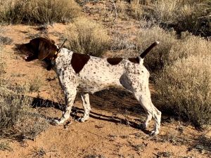 German Shorthair puppies