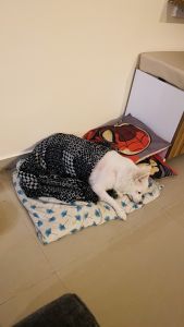 Lucy 4 years old, neutered female