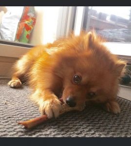 Top German Spitz ready