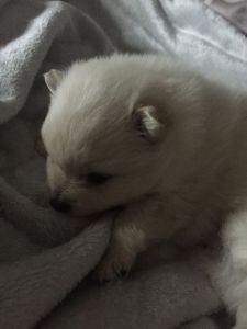 ***amazing German Spitz Klein Babies***
