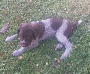 AKC German Wirehair Pointers