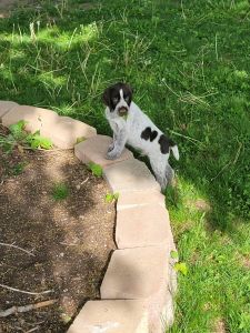 German Wirehaired Pointer