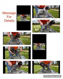 German Wirehair pointer puppies