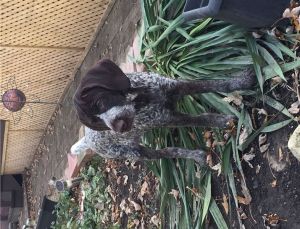 German Wirehaired Pointer