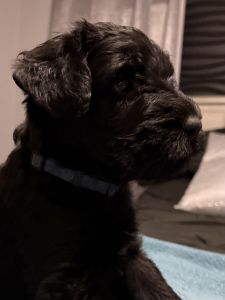 Giant Schnauzer Puppy
