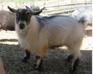 African Pygmy Goats - Ship Worldwide