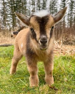 nigerian dwarf goats