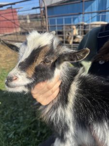 Nigerian Dwarf Goats