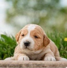 Mini F1 Golden Doodles