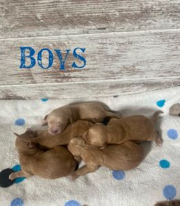 Goldendoodle puppies