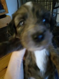 golden doodle/ border collie mixes