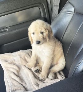 Golden Doodle for Sale