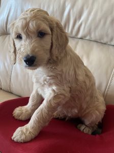 Price reduction! 3 Beautiful Golden Doodle pups left!!