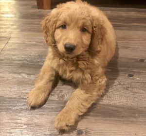 Miniature Goldendoodle