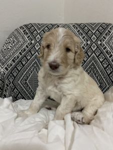 F1bb Goldendoodle puppies