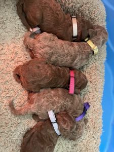 F1BB Goldendoodles