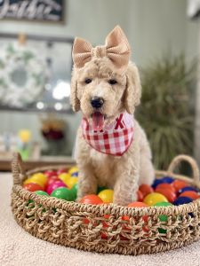 F1B English Goldendoodle