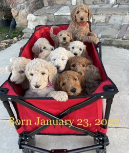 F1bb Goldendoodle Puppies