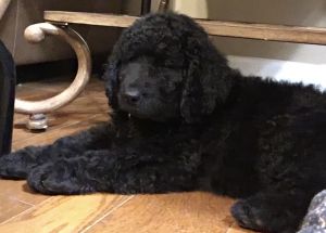 Male Goldendoodle