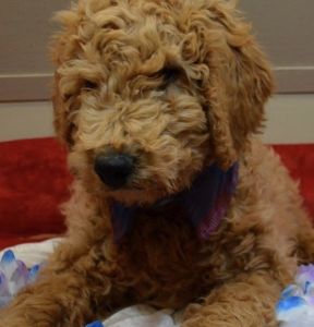GoldenDoodle Dog for sale