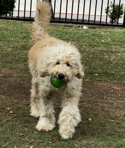 Golden-doodle Parti color 8 month old female
