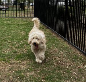Beautiful Golden-doodle 8 months old female not fixed