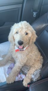 Goldendoodle male 10wks old