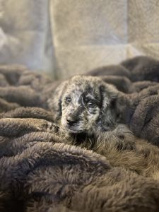 Mini Golden Mountain Doodle