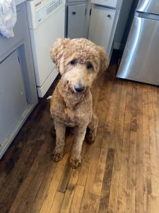 Selling golden doodle