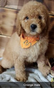 Golden doodle 9wks