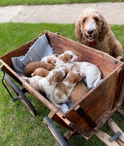 F1b Mid-Size Goldendoodles