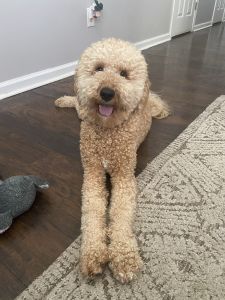 Apricot Golden Doodle (Med 40lbs)