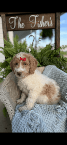 Fib Parti Goldendoodles