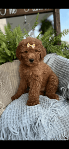 Red F1b Goldendoodles