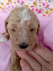 Golden Doodle Mini Female