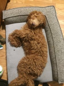 Male golden doodle