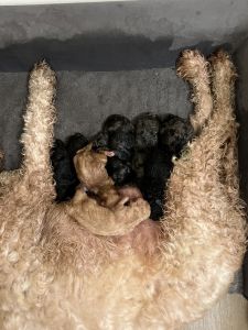 Golden doodle puppies