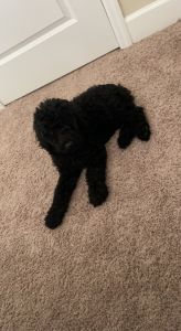 Golden doodle to be rehomed