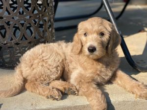 F1B Medium Goldendoodles