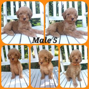 Moyen Red Golden Doodles!