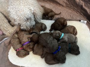 F1bb Standard Goldendoodles