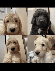 Golden babys needing a great home