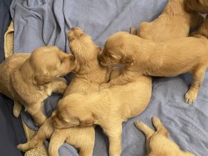 Goldendoodle Puppies