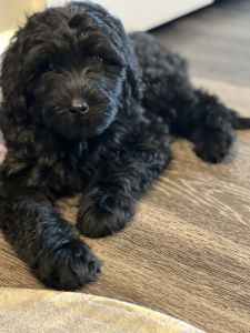 3 month old Female Puppy- For Sale, Details Discussed on Serious I