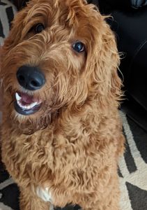 Free 8 month old Golden Doodle
