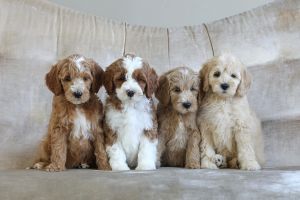 MINI Golden doodles