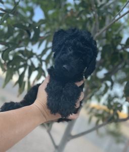 Golden doodles puppies